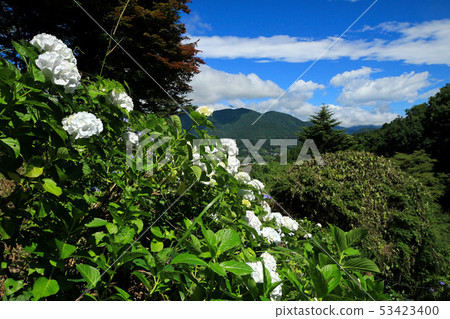 Yamanashi Uzumana Park Hydrangea 53423400