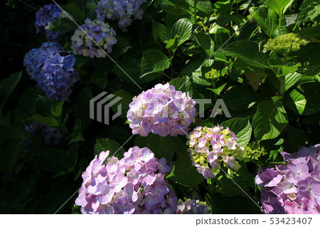 Yamanashi Uzumana Park Hydrangea 53423407