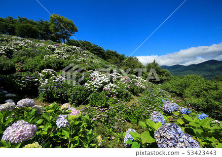 Yamanashi Uzumana Park Hydrangea 53423443