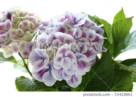 hydrangea   53428661