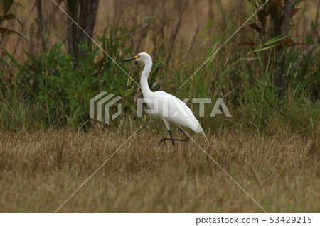 Creatures Wild birds Chu rabbits, summer feathers. The eyebrows are black, with modest feathers on the chest and back Creatures Wild birds Chu rabbits, summer feathers. The eyebrows are black, with modest feathers on the chest and back 53429215