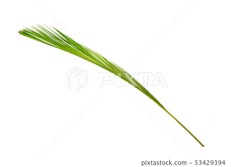 Green leaves of palm 53429394