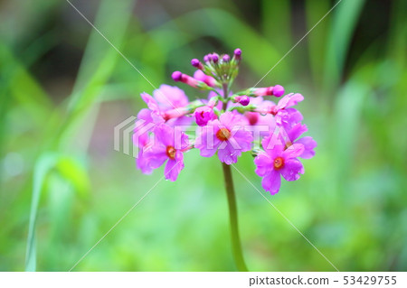Japanese primrose flowers Japanese primrose flowers 53429755