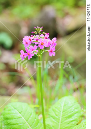 Japanese primrose flowers Japanese primrose flowers 53429758