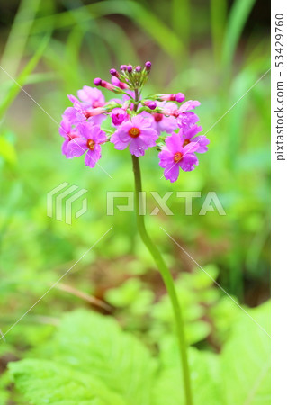 Japanese primrose flowers Japanese primrose flowers 53429760