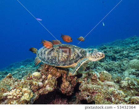 海龜 53432364