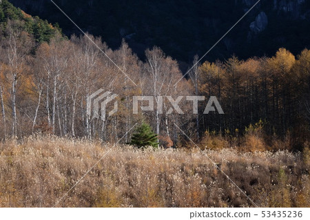 Late autumn forest Late autumn forest 53435236