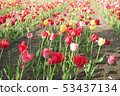 鬱金香領域 53437134