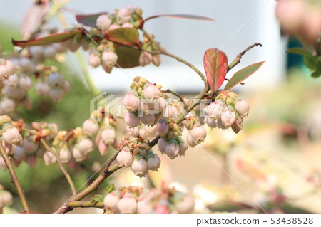 藍莓花 53438528