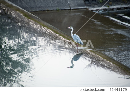 Ayukawa's heron 53441179