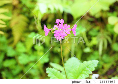 Primulae flower 53444461