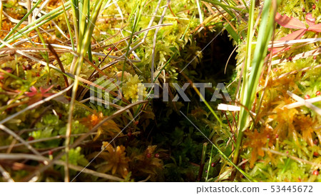 field mouse hole 53445672