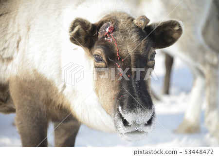Reindeer in winter in frost Reindeer in winter in frost 53448472