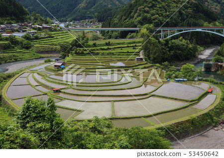 Tanagi of Aragijima [Japan's top 100 terraced rice terraces / Aritagawa-cho, Wakayama Prefecture] 53450642