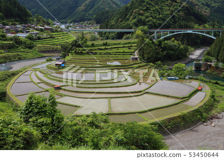Tanagi of Aragijima [Japan's top 100 terraced rice terraces / Aritagawa-cho, Wakayama Prefecture] 53450644