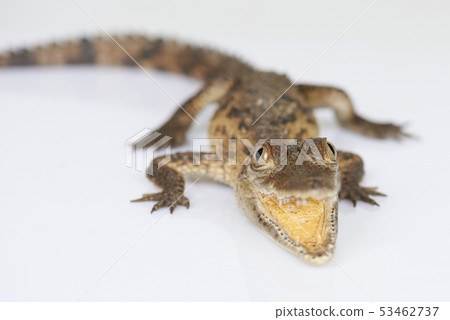 Dangerous small alligator 53462737