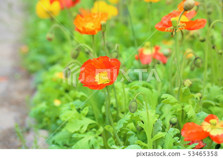 Poppy flowers 53465358