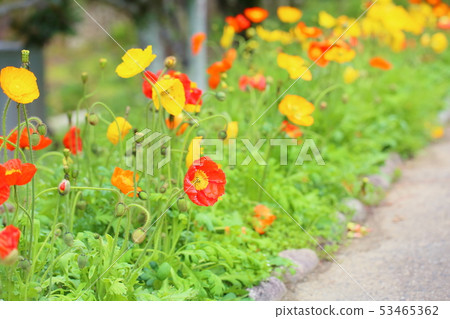 Poppy flowers 53465362