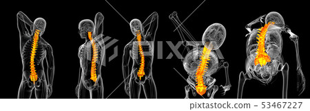 3d rendering medical illustration of the vertebral 3d rendering medical illustration of the vertebral 53467227