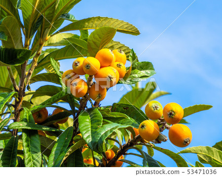 Fruit of loquat 53471036