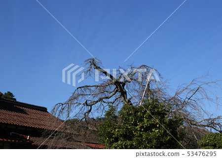 鳥取走在秋天秋葉Tokoji寺 鳥取走在秋天秋葉Tokoji寺 53476295