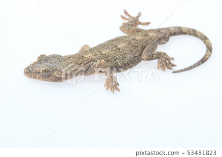 Japanese gecko white background Japanese gecko white background 53481823