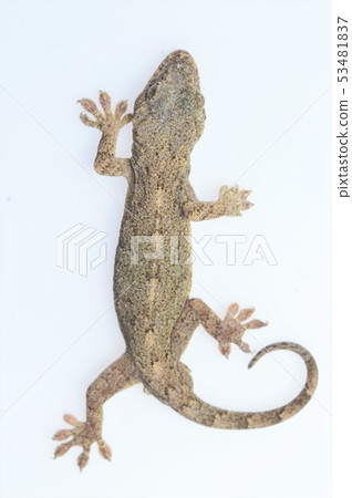 日本壁虎白色背景 53481837