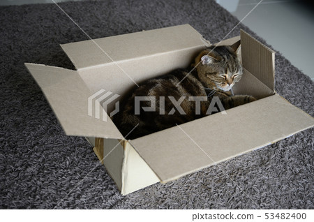 beautiful  Funny cat in box on wooden background 53482400