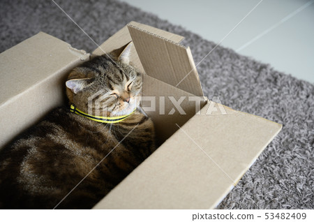 beautiful Funny cat in box on wooden background beautiful Funny cat in box on wooden background 53482409