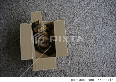 beautiful Funny cat in box on wooden background beautiful Funny cat in box on wooden background 53482412
