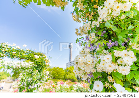 Kanagawa Prefecture Yokohama Yamashita Park Future Rose Garden 53497561