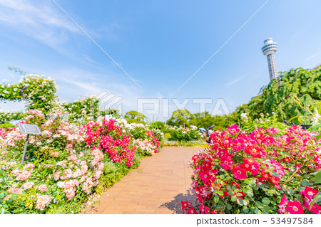 神奈川縣橫濱山下公園未來玫瑰園 神奈川縣橫濱山下公園未來玫瑰園 53497584