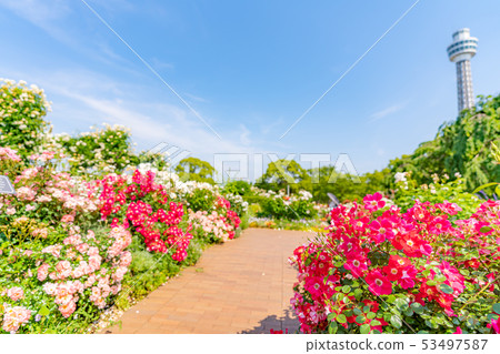 Kanagawa Prefecture Yokohama Yamashita Park Future Rose Garden Kanagawa Prefecture Yokohama Yamashita Park Future Rose Garden 53497587
