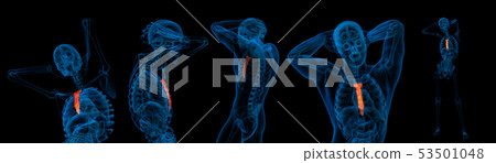 3d rendering illustration of sternum 53501048