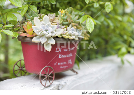 Gardening image Remake can Succulent plant 53517068