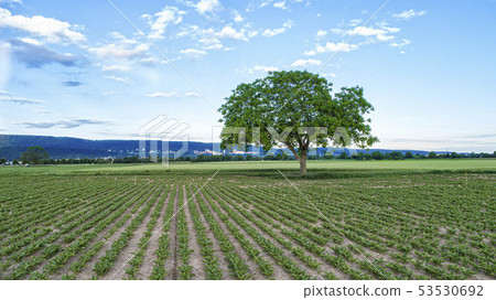 Countryside Landscape with a Tree Countryside Landscape with a Tree 53530692