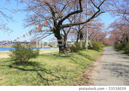 Kitakami exhibition place, cherry blossom trees and carp streamers Kitakami exhibition place, cherry blossom trees and carp streamers 53538039