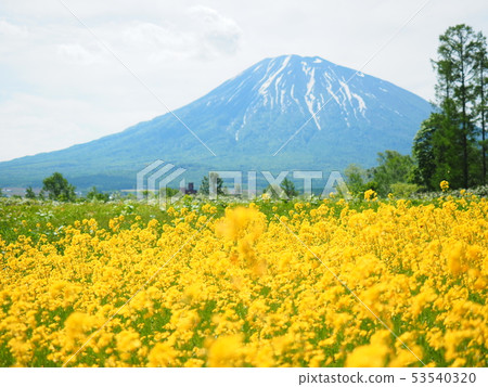 Landscape of Hokkaido Mt. Yotei and rape field Landscape of Hokkaido Mt. Yotei and rape field 53540320