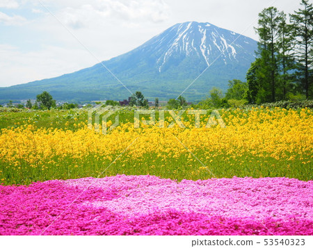 Landscape of Hokkaido Mt. Yotei and rape blossoms and Shizakura 53540323