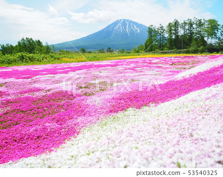 Landscape of Hokkaido Mt. Yotei and rape blossoms and Shizakura 53540325