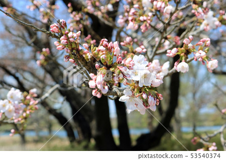 Image of cherry blossoms in three minutes 53540374
