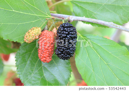 Mulberry Fruit Mulberry Mulberry Fruit Mulberry 53542443