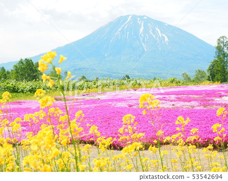 Landscape of Hokkaido Mt. Yotei and Shizakura Garden 53542694