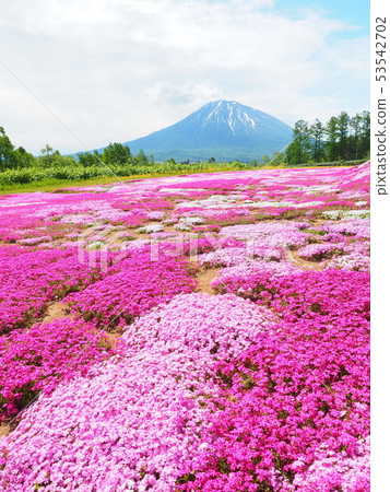羊蹄山和Shizakura花園 53542702