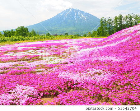 羊蹄山和Shizakura花園 53542704