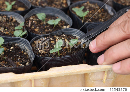 Home gardening seedling making Home gardening seedling making 53543276