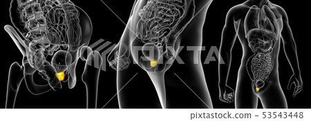 3d rendering illustration of  prostate gland 53543448