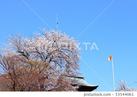 Cherry blossoms and bell tower Cherry blossoms and bell tower 53544061