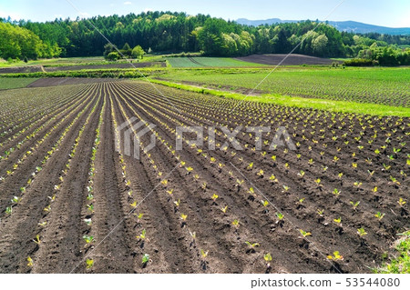 Cabbage field drive in Tsumagoi village plateau 53544080