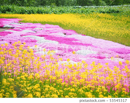 北海道強姦開花和Shizakura花園的風景 53545317